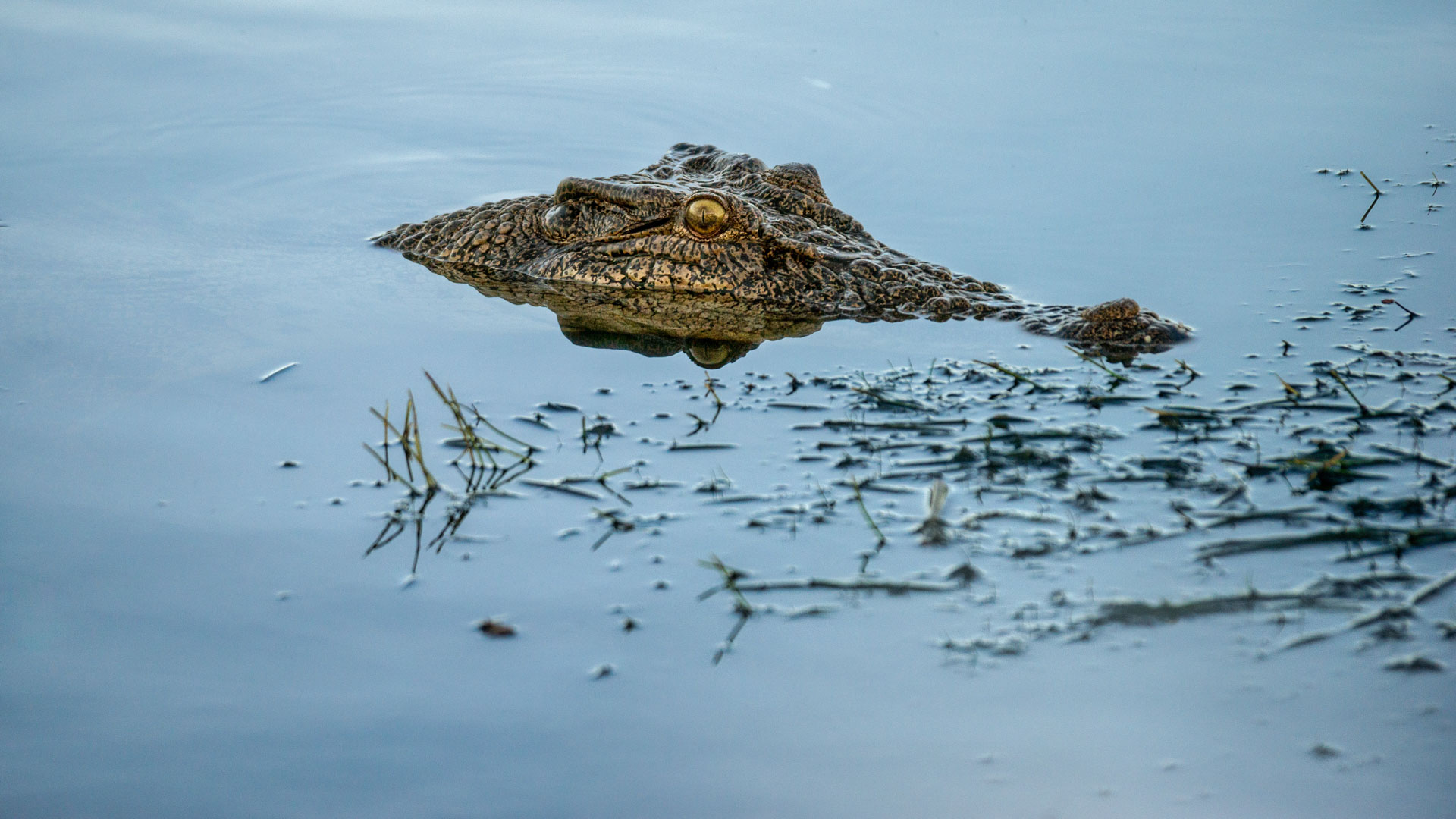 Kakadu National Park - Bootstour im Yellow Water Billabong - Leistenkrokodil